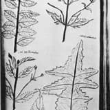 Jane Colden