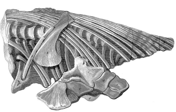 Anning 1st ichthyosaur skeleton