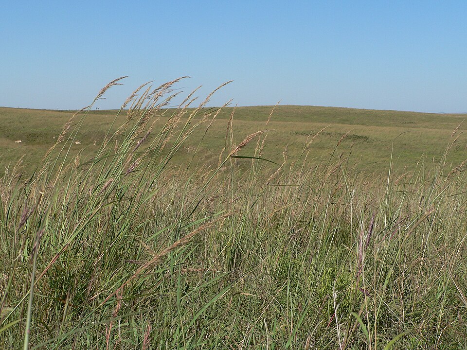 Cather Prairie big bluestem