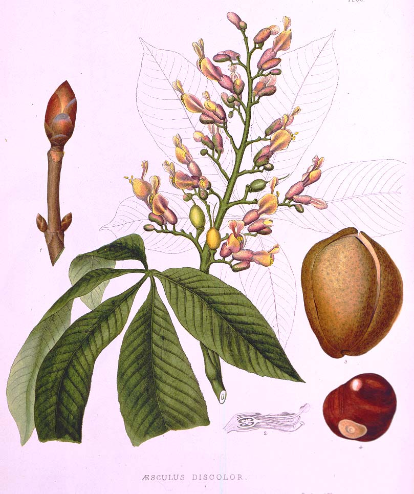 Aesculus discolor Asa Gray
