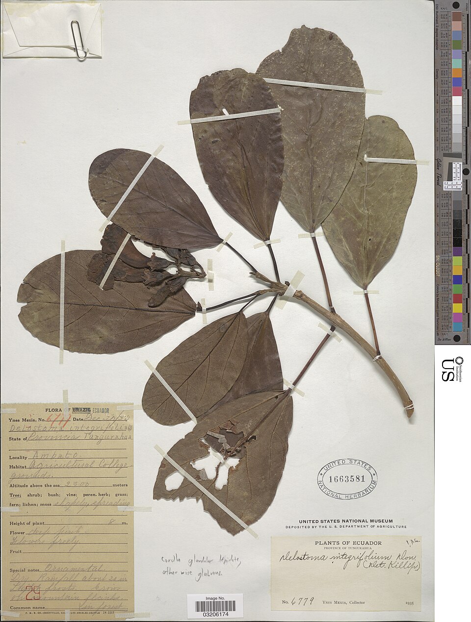 Delostoma integrifolium botanical specimen