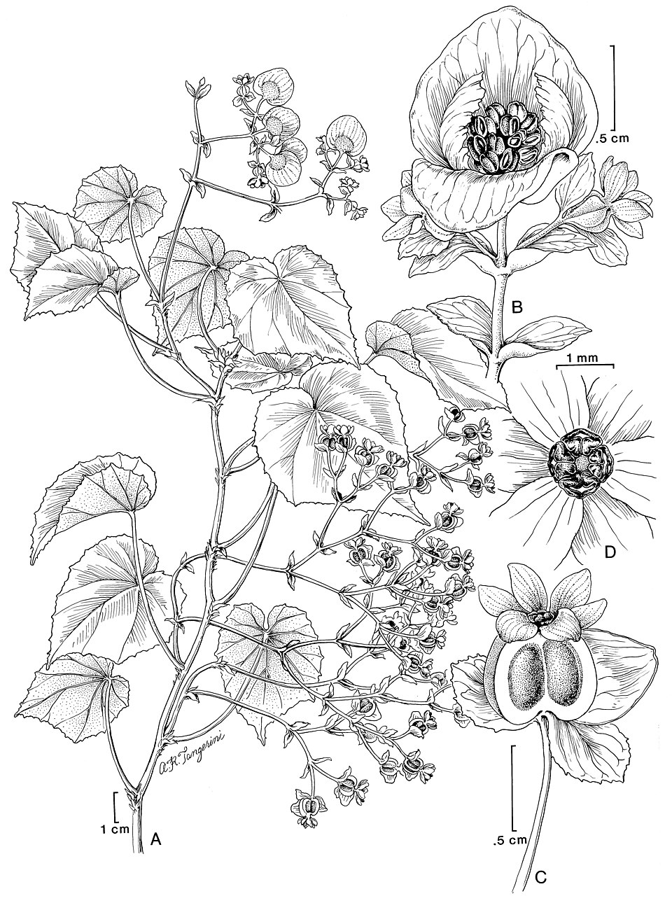 Begonia ynesiae L.B. Sm. & Wassh. botanical drawing