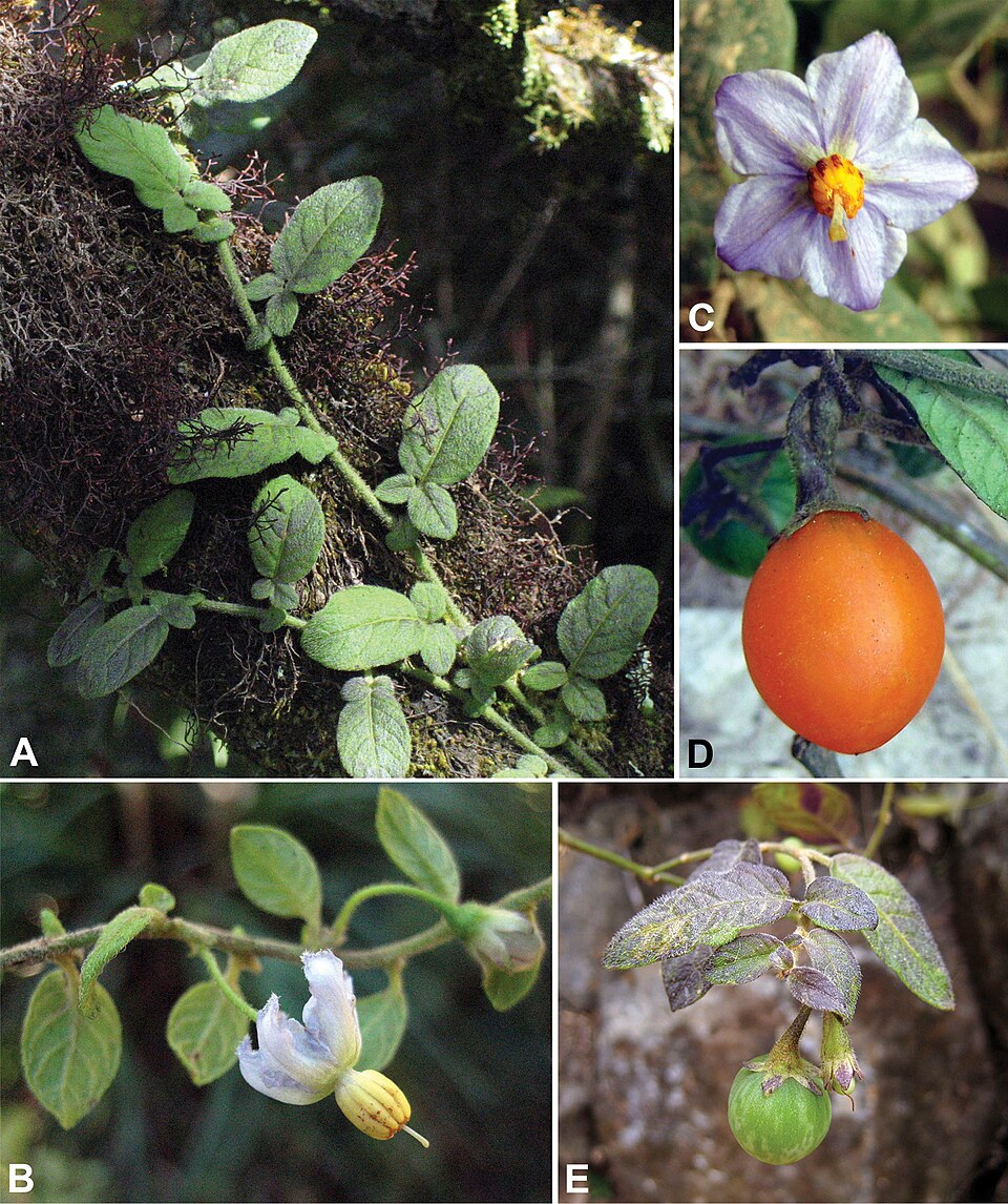 Solanum baretiae composite figure