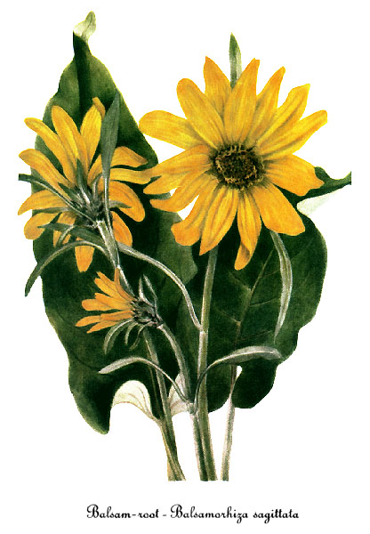 Balsamorhiza sagittata, by Mary Vaux Walcott